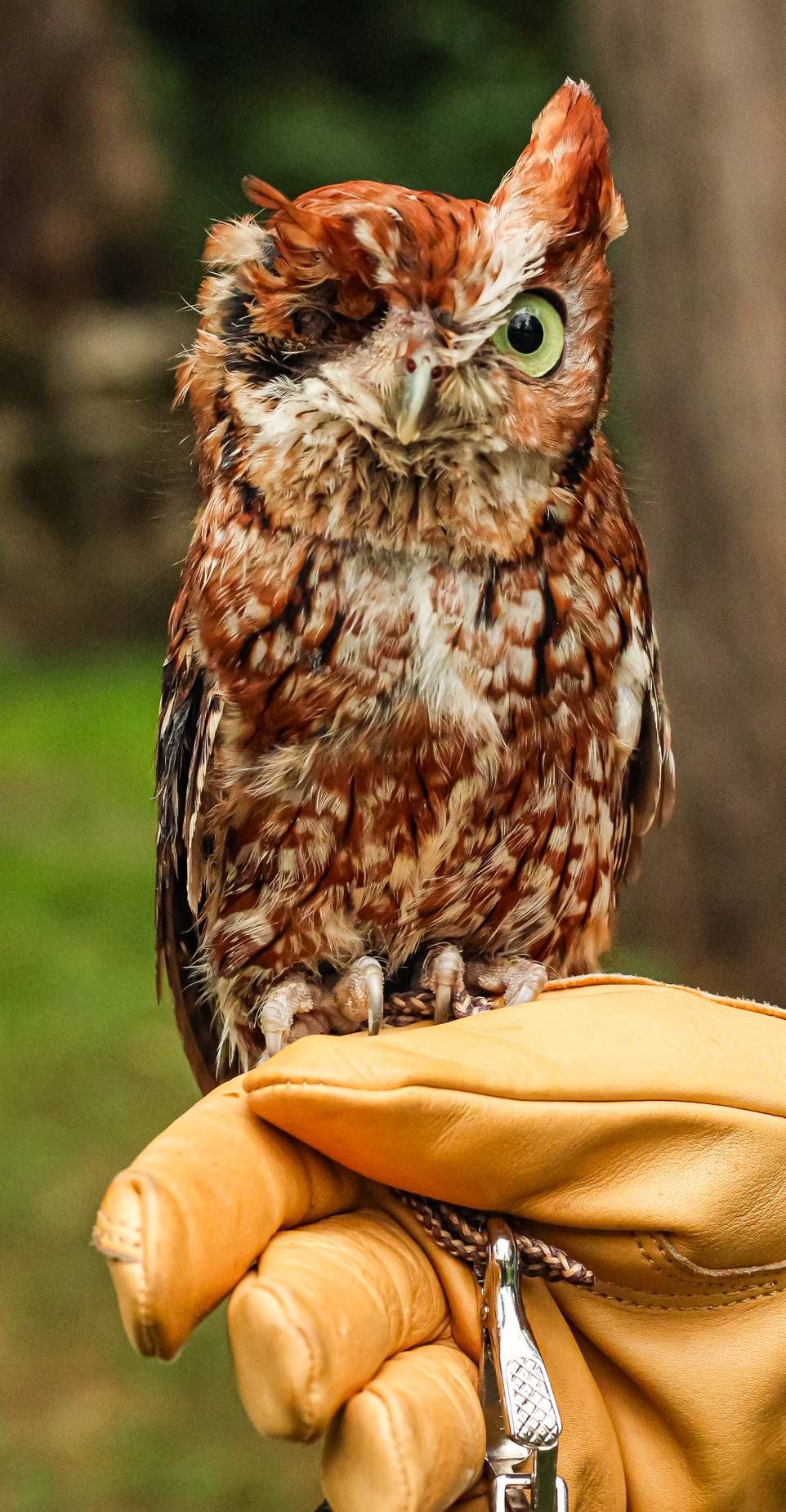 Twix Owl with handler